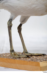 Leg Bird Animal photo references